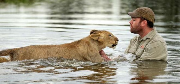 Ben Britton, insegna al leone a nuotare