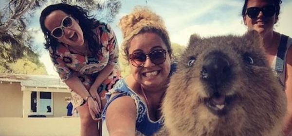 I selfie con il quokka