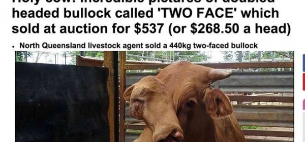 Il toro bifronte di 440 kg venduto al mattatoio (MailOnline)
