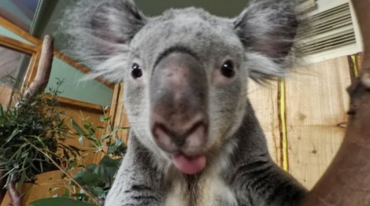 Selfie Koala