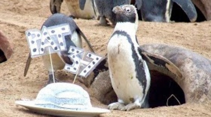Pat Pinguina 