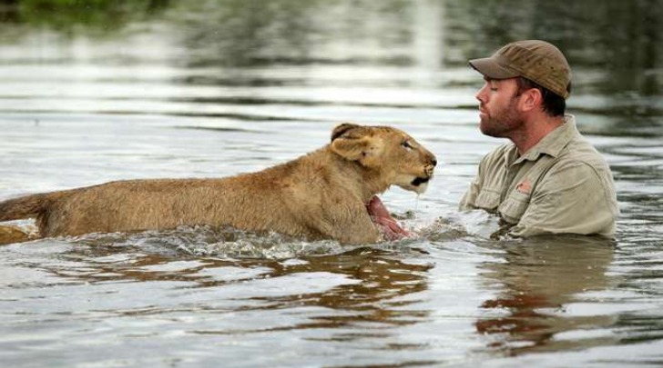 Ben Britton, insegna al leone a nuotare