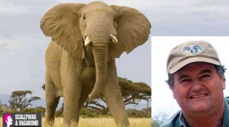 Elefante calpesta e uccide il cacciatore che gli stava sparando